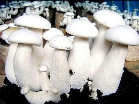 Milky Mushroom Spawn – Calocybe indica