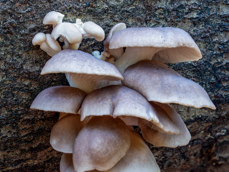 Oyster Mushroom Spawn – Pleurotus ostreatus